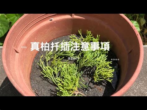 龍鳳柏如何養殖